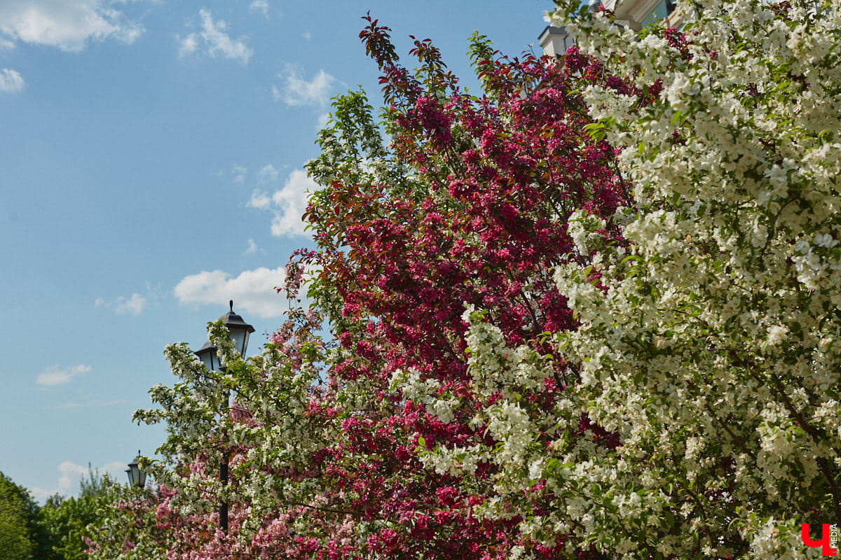 Что может быть лучше для красивых кадров, чем цветущие в мае деревья и кустарники на фоне? Только когда вся эта буйная палитра красок находится сразу в одном месте! Мы собрали для вас пять самых привлекательных локаций во Владимире, где можно не только полюбоваться природой, но и устроить нежный весенний фотосет на память.