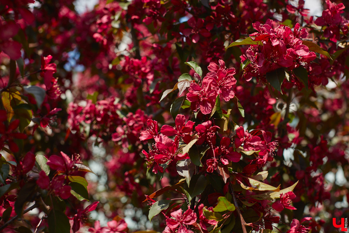 Что может быть лучше для красивых кадров, чем цветущие в мае деревья и кустарники на фоне? Только когда вся эта буйная палитра красок находится сразу в одном месте! Мы собрали для вас пять самых привлекательных локаций во Владимире, где можно не только полюбоваться природой, но и устроить нежный весенний фотосет на память.