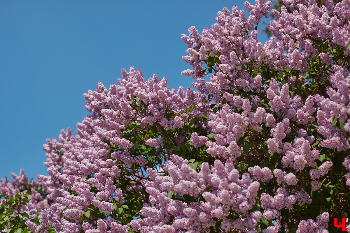 Что может быть лучше для красивых кадров, чем цветущие в мае деревья и кустарники на фоне? Только когда вся эта буйная палитра красок находится сразу в одном месте! Мы собрали для вас пять самых привлекательных локаций во Владимире, где можно не только полюбоваться природой, но и устроить нежный весенний фотосет на память.