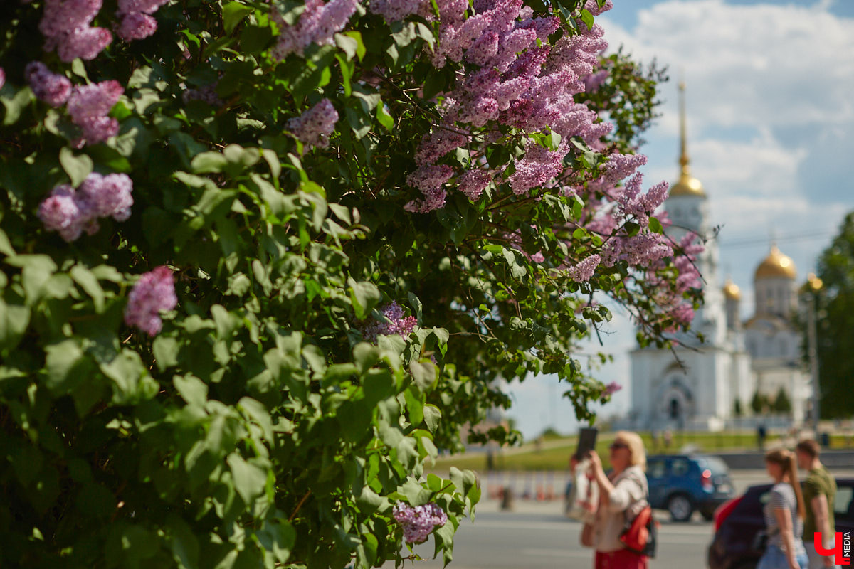 Что может быть лучше для красивых кадров, чем цветущие в мае деревья и кустарники на фоне? Только когда вся эта буйная палитра красок находится сразу в одном месте! Мы собрали для вас пять самых привлекательных локаций во Владимире, где можно не только полюбоваться природой, но и устроить нежный весенний фотосет на память.