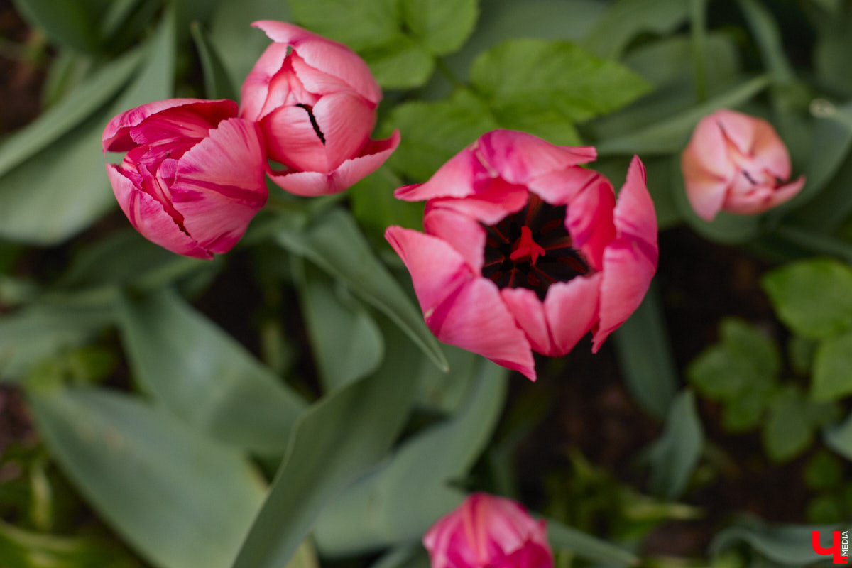 Что может быть лучше для красивых кадров, чем цветущие в мае деревья и кустарники на фоне? Только когда вся эта буйная палитра красок находится сразу в одном месте! Мы собрали для вас пять самых привлекательных локаций во Владимире, где можно не только полюбоваться природой, но и устроить нежный весенний фотосет на память.