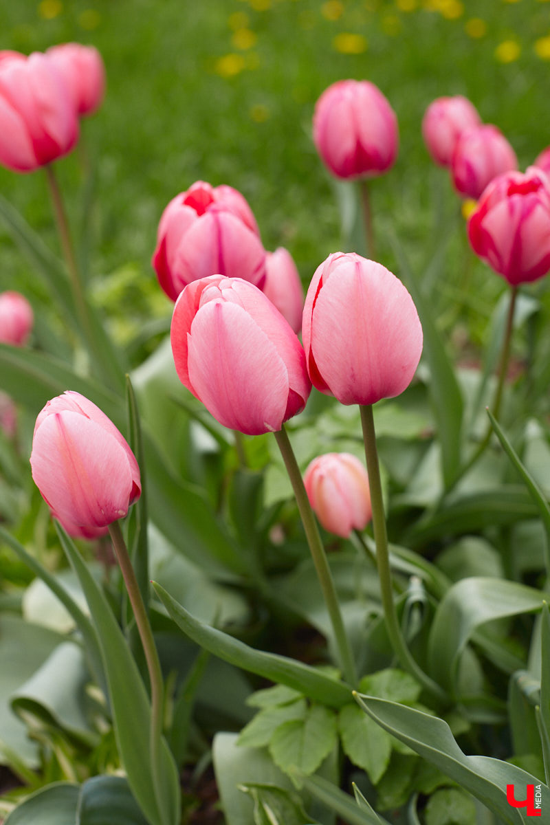 Что может быть лучше для красивых кадров, чем цветущие в мае деревья и кустарники на фоне? Только когда вся эта буйная палитра красок находится сразу в одном месте! Мы собрали для вас пять самых привлекательных локаций во Владимире, где можно не только полюбоваться природой, но и устроить нежный весенний фотосет на память.