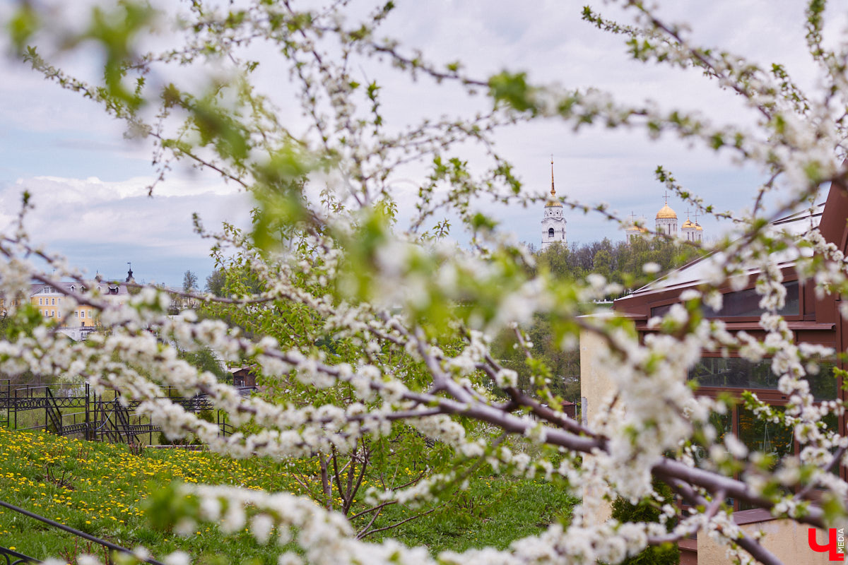 Что может быть лучше для красивых кадров, чем цветущие в мае деревья и кустарники на фоне? Только когда вся эта буйная палитра красок находится сразу в одном месте! Мы собрали для вас пять самых привлекательных локаций во Владимире, где можно не только полюбоваться природой, но и устроить нежный весенний фотосет на память.