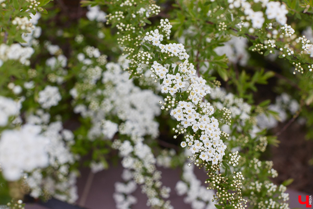 Что может быть лучше для красивых кадров, чем цветущие в мае деревья и кустарники на фоне? Только когда вся эта буйная палитра красок находится сразу в одном месте! Мы собрали для вас пять самых привлекательных локаций во Владимире, где можно не только полюбоваться природой, но и устроить нежный весенний фотосет на память.