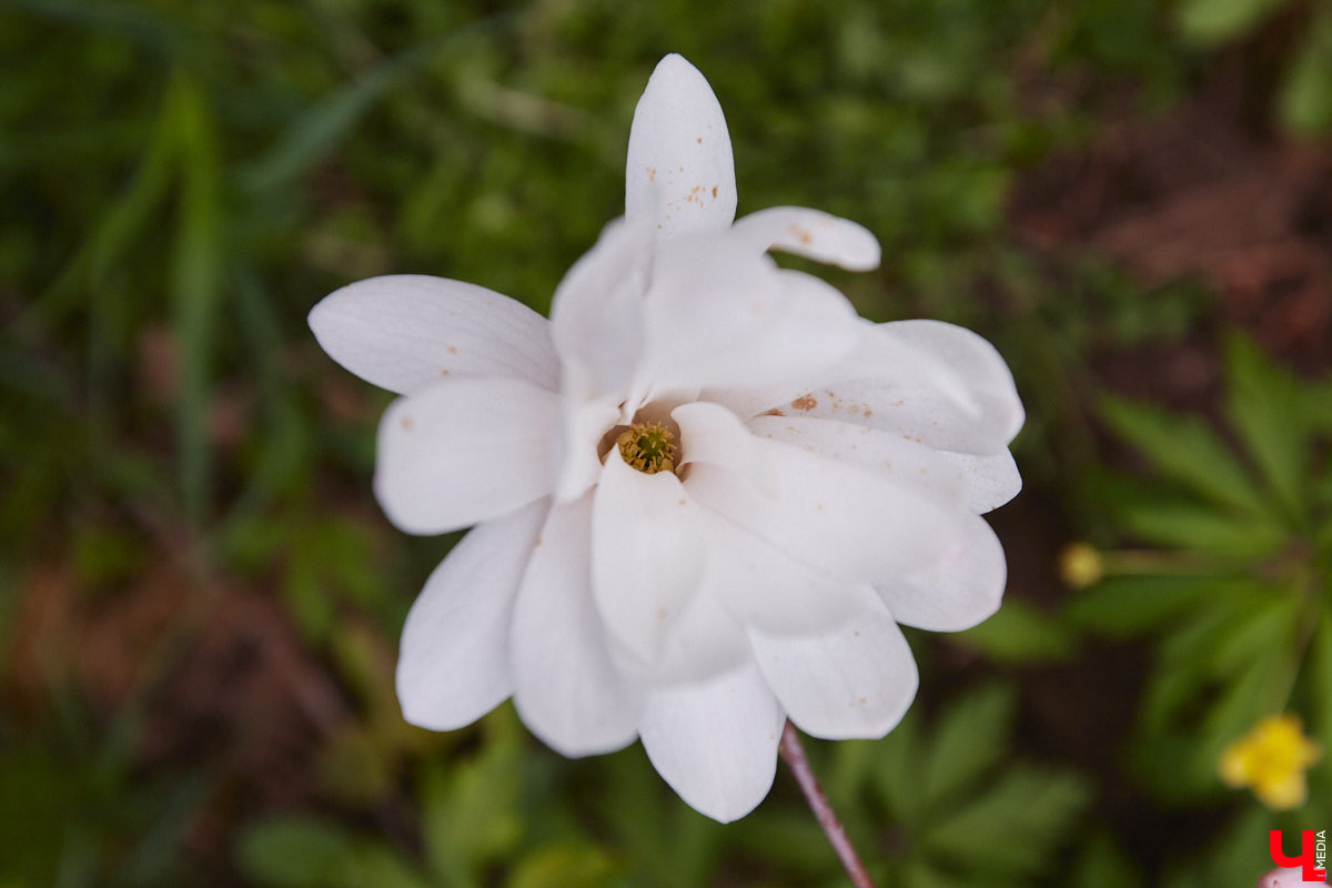 Что может быть лучше для красивых кадров, чем цветущие в мае деревья и кустарники на фоне? Только когда вся эта буйная палитра красок находится сразу в одном месте! Мы собрали для вас пять самых привлекательных локаций во Владимире, где можно не только полюбоваться природой, но и устроить нежный весенний фотосет на память.