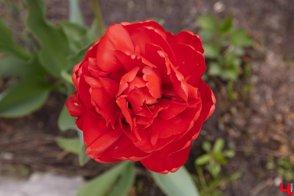 Что может быть лучше для красивых кадров, чем цветущие в мае деревья и кустарники на фоне? Только когда вся эта буйная палитра красок находится сразу в одном месте! Мы собрали для вас пять самых привлекательных локаций во Владимире, где можно не только полюбоваться природой, но и устроить нежный весенний фотосет на память.