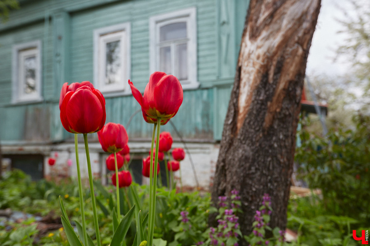 Никакого сайдинга поверх вековых бревен и никакой сдачи в утиль бабушкиной утвари. Превращать пятистенок с дощатой террасой на Пушкарской в собственную крепость художница Елена Сахарова начала постепенно. Комнаты с годами превращались в галерею работ самой Елены, ее друзей, а позднее и дочери. Дом хранит немало интересных коллекций, но все главные чудеса происходят в подвале, где рождаются яркие, сияющие картины, волшебный сплав хрупкого стекла и прочного металла.