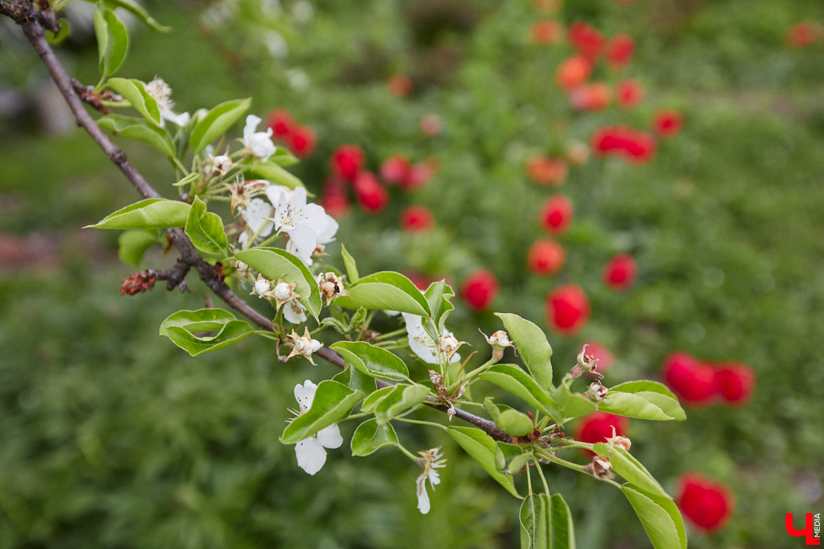 Никакого сайдинга поверх вековых бревен и никакой сдачи в утиль бабушкиной утвари. Превращать пятистенок с дощатой террасой на Пушкарской в собственную крепость художница Елена Сахарова начала постепенно. Комнаты с годами превращались в галерею работ самой Елены, ее друзей, а позднее и дочери. Дом хранит немало интересных коллекций, но все главные чудеса происходят в подвале, где рождаются яркие, сияющие картины, волшебный сплав хрупкого стекла и прочного металла.