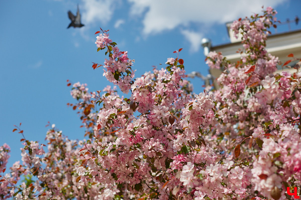 На календаре первый день лета. И пусть жары пока нет, водные феерии уже притягивают к себе жителей и гостей Владимира. «Ключ-Медиа» проверил состояние тех, что расположены недалеко от центра города.