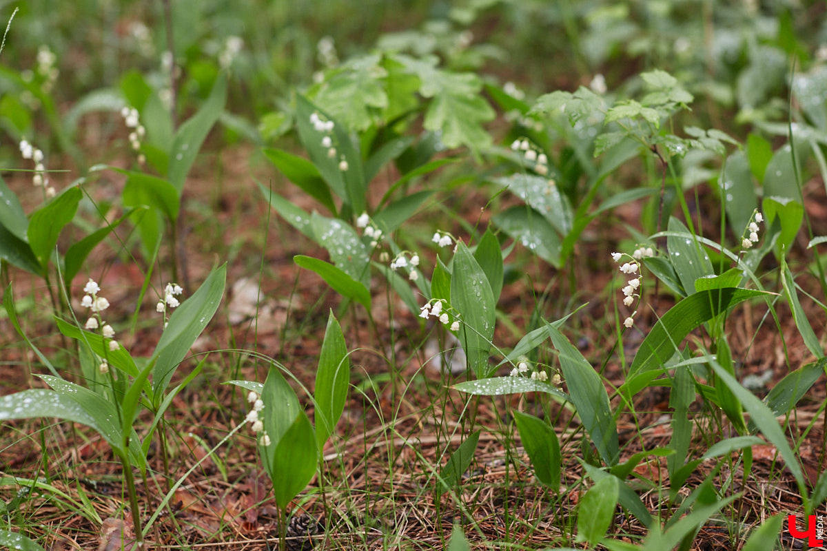 В дождевиках, но с улыбками! На озере Запольское прошел третий по счету субботник «Чистое озеро». Причем с подарками не только от организаторов мероприятия, но и от погоды. Уже третий год подряд неравнодушные граждане собираются вместе, чтобы проявить заботу об окружающей среде. Ну как мы могли пропустить такое важное событие, которое еще и завершилось BBQ-вечеринкой? Читайте и вы наш экологичный фоторепортаж.
