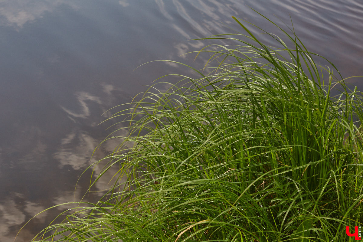 В дождевиках, но с улыбками! На озере Запольское прошел третий по счету субботник «Чистое озеро». Причем с подарками не только от организаторов мероприятия, но и от погоды. Уже третий год подряд неравнодушные граждане собираются вместе, чтобы проявить заботу об окружающей среде. Ну как мы могли пропустить такое важное событие, которое еще и завершилось BBQ-вечеринкой? Читайте и вы наш экологичный фоторепортаж.