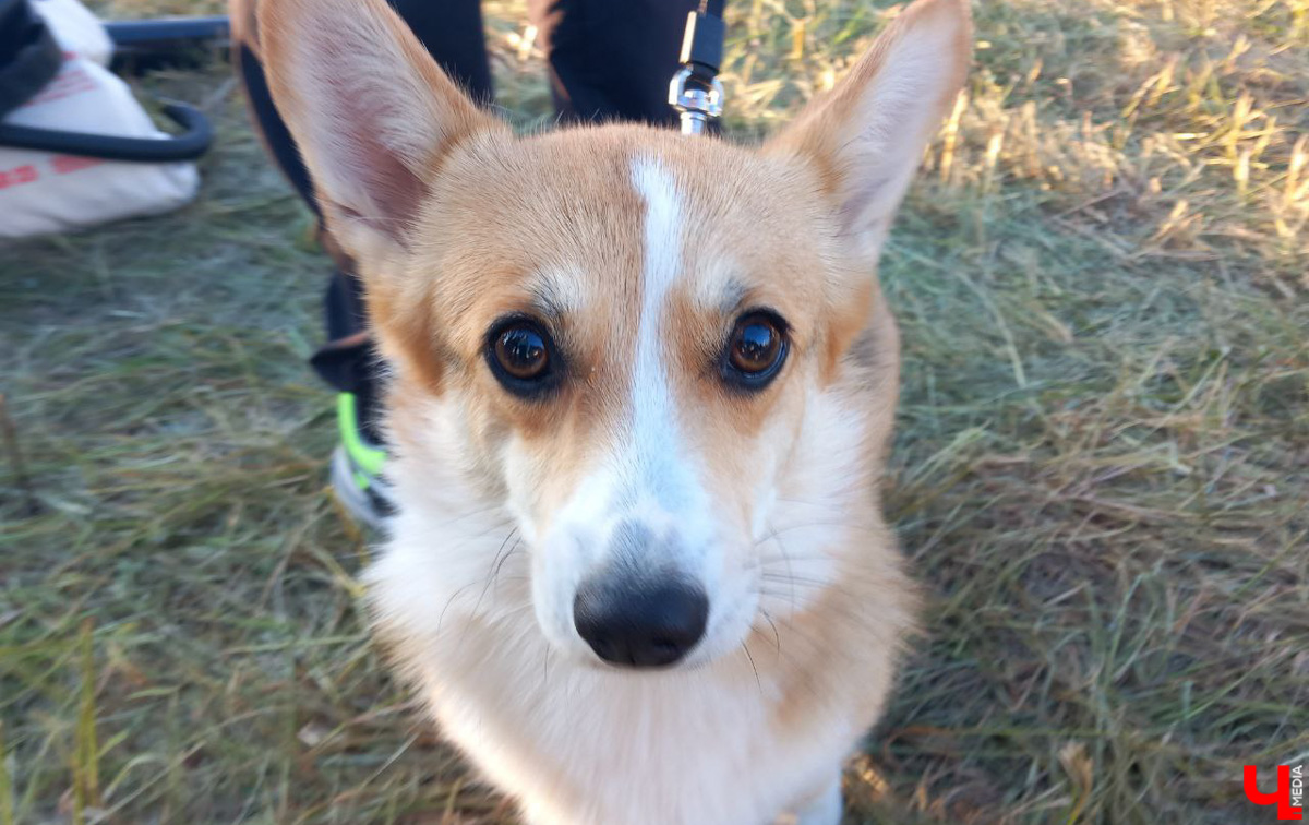 Маленькие владимирские пушистики породы корги и их хозяева продолжают собираться вместе, чтобы весело проводить время. Позади корги-маскарад, красная ковровая дорожка, дог своп-пати. Пришло время встать на доски, чтобы устроить летний массовый заплыв с четвероногими питомцами на sup-бордах!