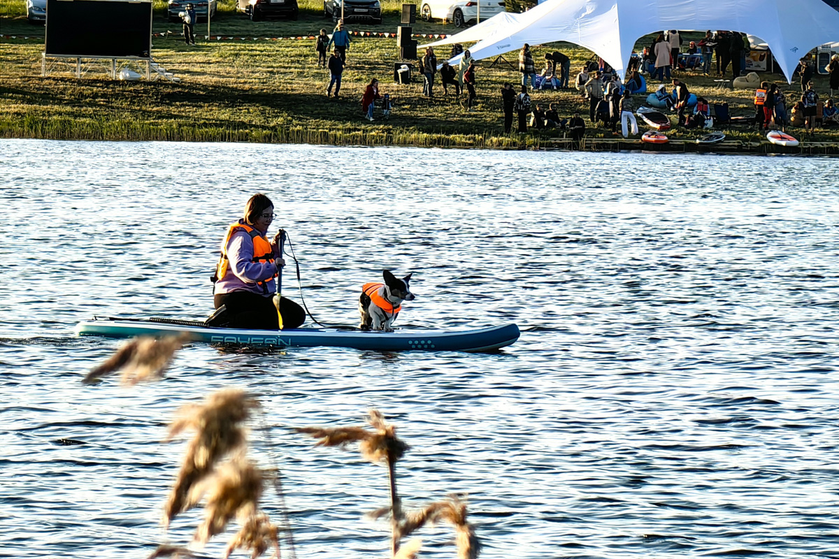 Маленькие владимирские пушистики породы корги и их хозяева продолжают собираться вместе, чтобы весело проводить время. Позади корги-маскарад, красная ковровая дорожка, дог своп-пати. Пришло время встать на доски, чтобы устроить летний массовый заплыв с четвероногими питомцами на sup-бордах!