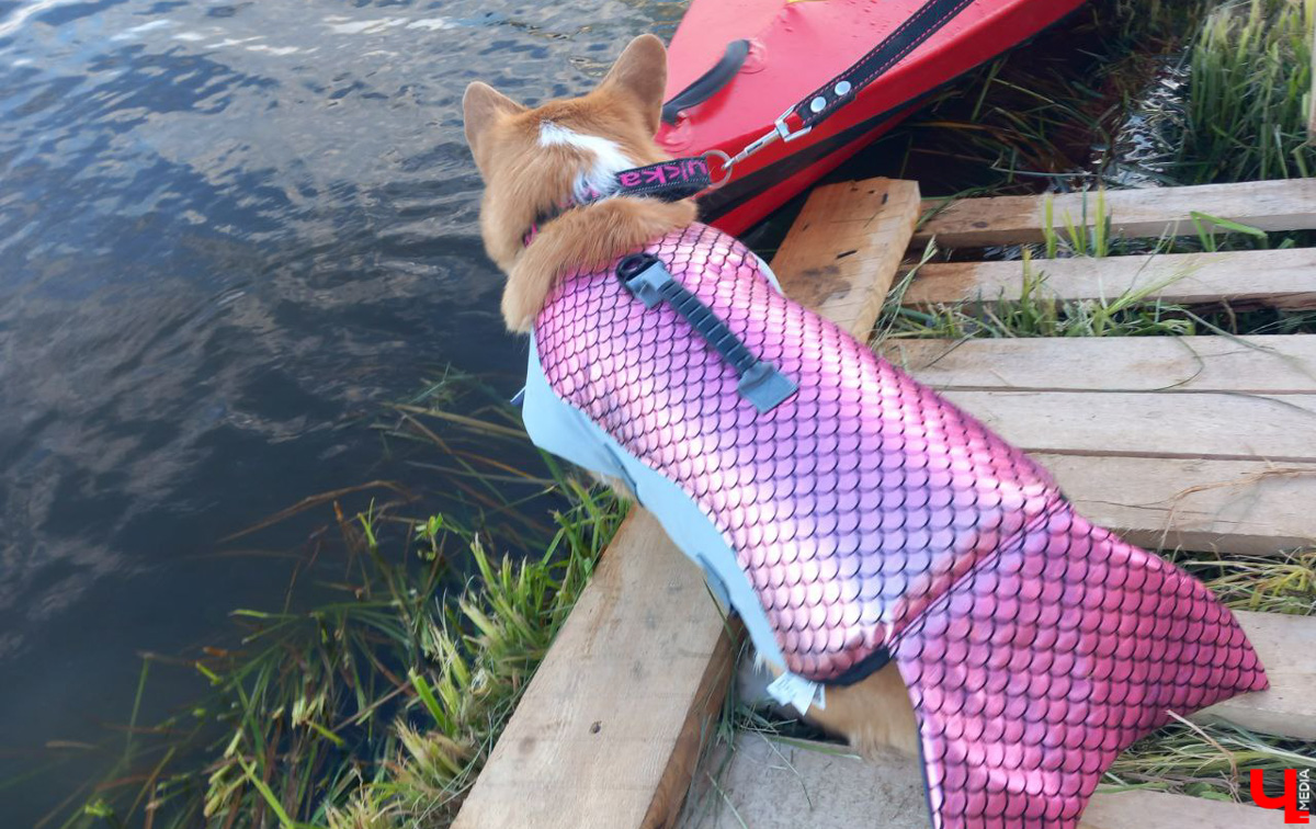 Маленькие владимирские пушистики породы корги и их хозяева продолжают собираться вместе, чтобы весело проводить время. Позади корги-маскарад, красная ковровая дорожка, дог своп-пати. Пришло время встать на доски, чтобы устроить летний массовый заплыв с четвероногими питомцами на sup-бордах!