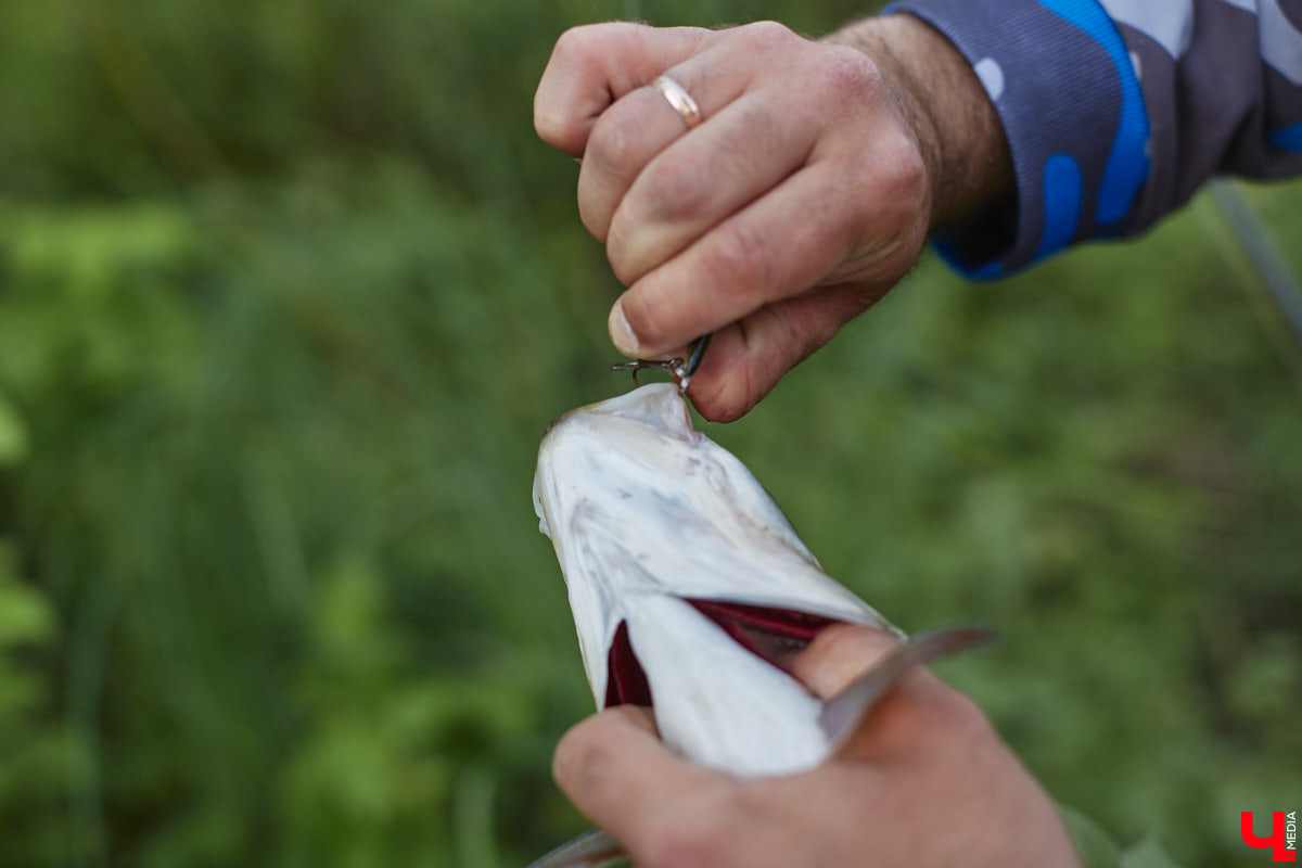 А почему бы нам не устроить экспресс-рыбалку, но что можно поймать всего за пару часов недалеко от центра города? Отвечаем на этот вопрос вместе с владимирским блогером Иваном Абашиным, который ведет свой канал о рыбалке. Берем спиннинг и отправляемся с ним на Клязьму, прямо под мост.