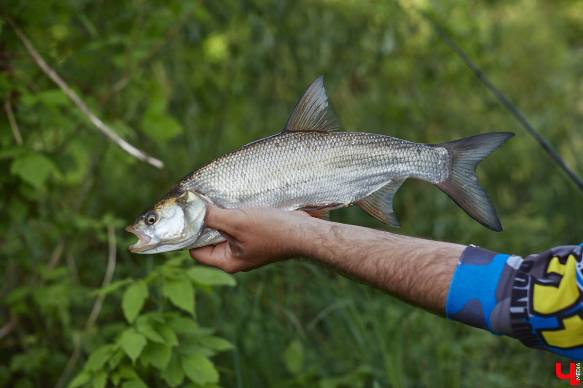 А почему бы нам не устроить экспресс-рыбалку, но что можно поймать всего за пару часов недалеко от центра города? Отвечаем на этот вопрос вместе с владимирским блогером Иваном Абашиным, который ведет свой канал о рыбалке. Берем спиннинг и отправляемся с ним на Клязьму, прямо под мост.
