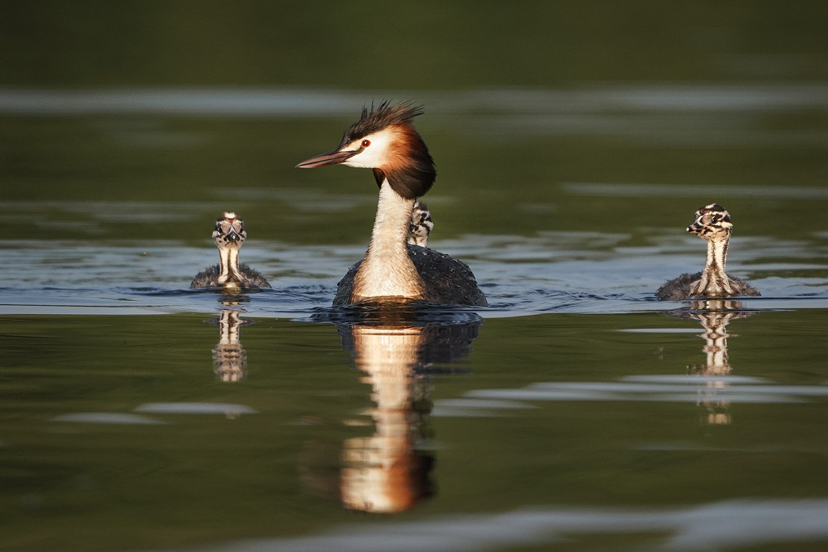 Вечер пятницы — самое время для красивых снимков, особенно если сделаны они в нашем регионе. Фотограф Владислав Тябин сумел поймать в объектив своей камеры удивительных водных птиц из семейства поганковых, да еще и с птенцами.