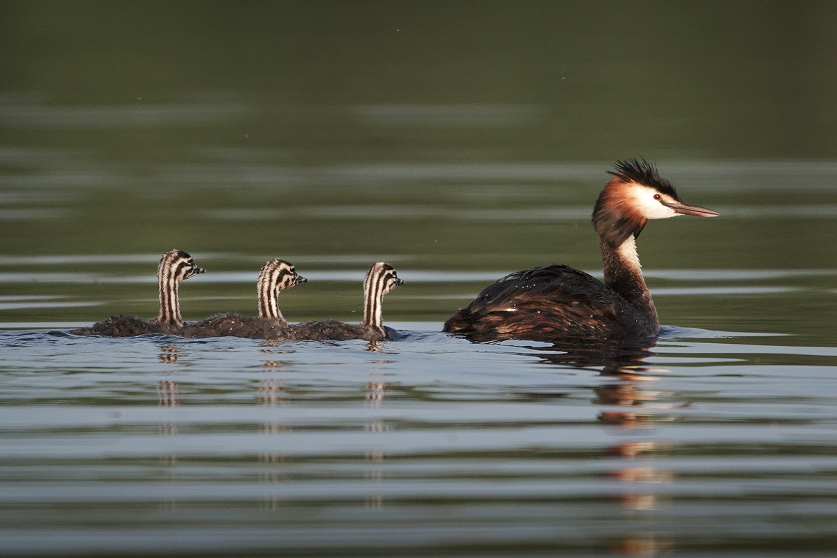 Вечер пятницы — самое время для красивых снимков, особенно если сделаны они в нашем регионе. Фотограф Владислав Тябин сумел поймать в объектив своей камеры удивительных водных птиц из семейства поганковых, да еще и с птенцами.