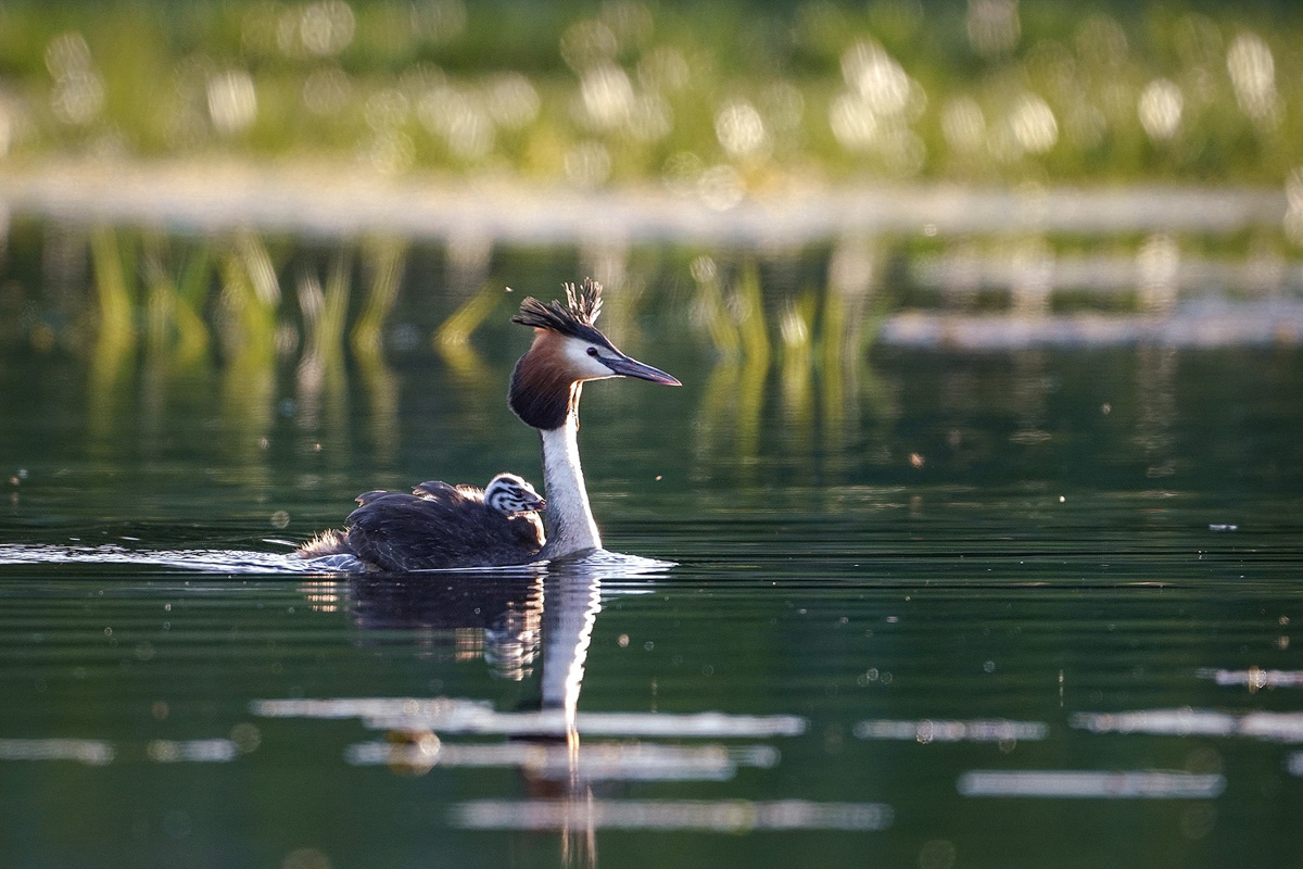 Вечер пятницы — самое время для красивых снимков, особенно если сделаны они в нашем регионе. Фотограф Владислав Тябин сумел поймать в объектив своей камеры удивительных водных птиц из семейства поганковых, да еще и с птенцами.