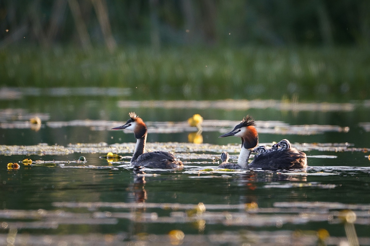 Вечер пятницы — самое время для красивых снимков, особенно если сделаны они в нашем регионе. Фотограф Владислав Тябин сумел поймать в объектив своей камеры удивительных водных птиц из семейства поганковых, да еще и с птенцами.