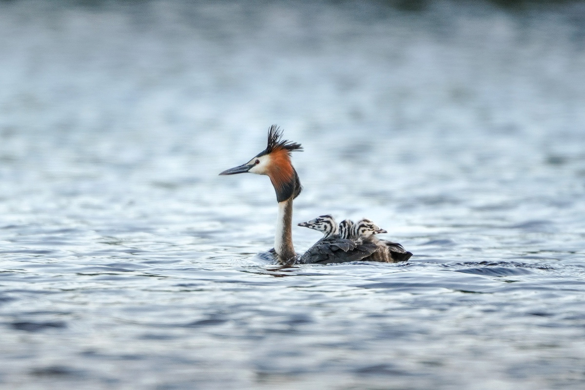 Вечер пятницы — самое время для красивых снимков, особенно если сделаны они в нашем регионе. Фотограф Владислав Тябин сумел поймать в объектив своей камеры удивительных водных птиц из семейства поганковых, да еще и с птенцами.