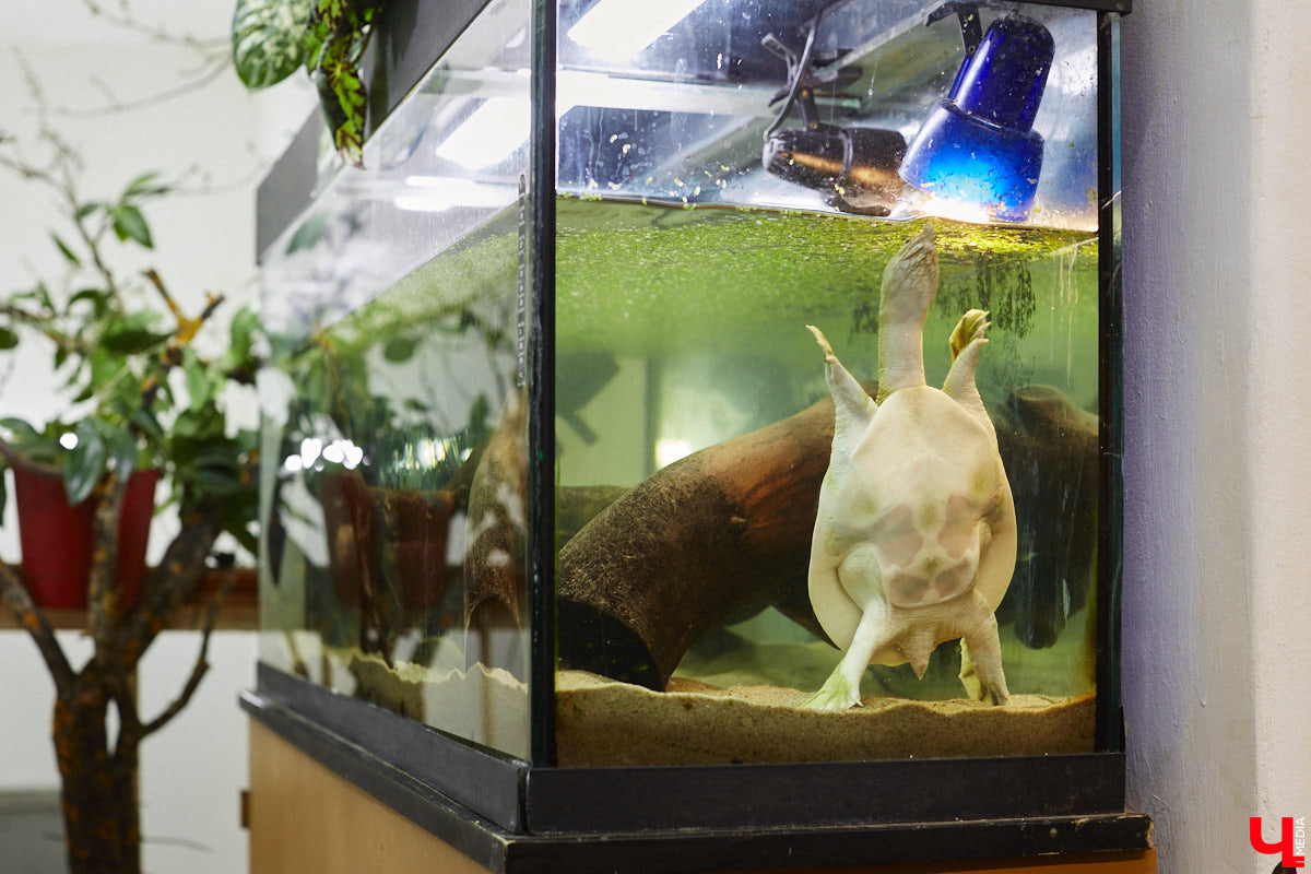 От небольшой личной коллекции до собственного экзотариума. Такой путь прошел владимирец Александр Безруков. Ценой огромных усилий он открыл в городе мини-зоопарк, где сейчас содержится 200 различных животных. Да, есть проблемы с финансами и часто приходится переезжать, но наш герой уверен: у его проекта есть будущее! Своими планами, мечтами и непростыми моментами он поделился с «Ключ-Медиа» в стенах нового «дома» своих подопечных.