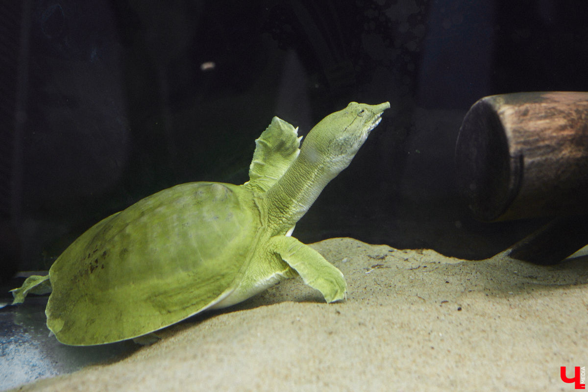 От небольшой личной коллекции до собственного экзотариума. Такой путь прошел владимирец Александр Безруков. Ценой огромных усилий он открыл в городе мини-зоопарк, где сейчас содержится 200 различных животных. Да, есть проблемы с финансами и часто приходится переезжать, но наш герой уверен: у его проекта есть будущее! Своими планами, мечтами и непростыми моментами он поделился с «Ключ-Медиа» в стенах нового «дома» своих подопечных.