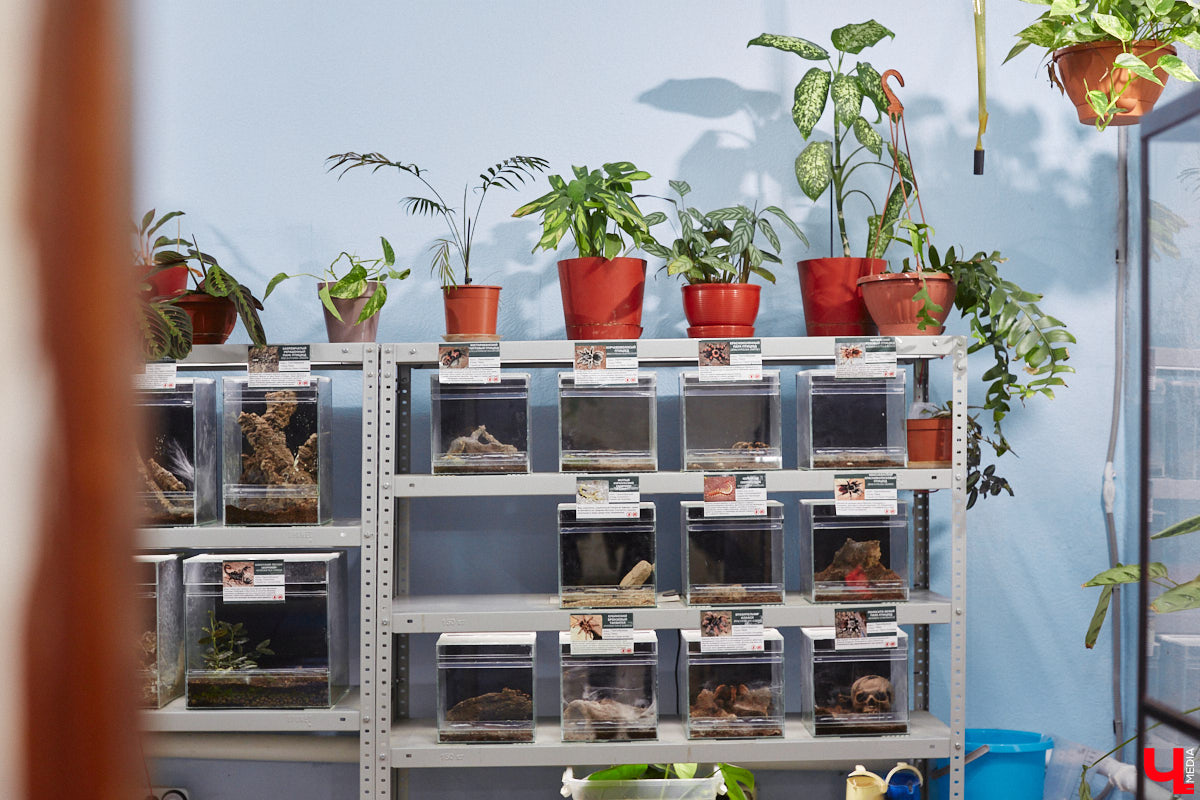 От небольшой личной коллекции до собственного экзотариума. Такой путь прошел владимирец Александр Безруков. Ценой огромных усилий он открыл в городе мини-зоопарк, где сейчас содержится 200 различных животных. Да, есть проблемы с финансами и часто приходится переезжать, но наш герой уверен: у его проекта есть будущее! Своими планами, мечтами и непростыми моментами он поделился с «Ключ-Медиа» в стенах нового «дома» своих подопечных.