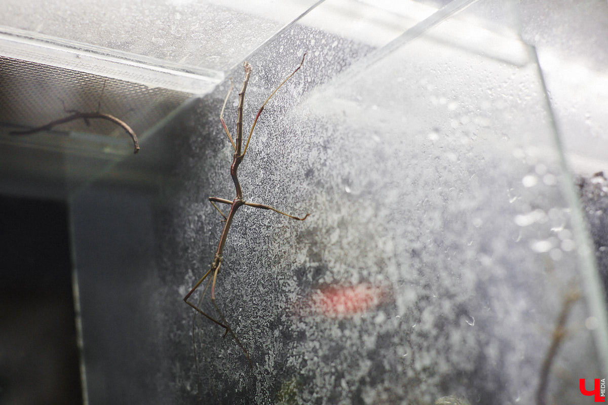 От небольшой личной коллекции до собственного экзотариума. Такой путь прошел владимирец Александр Безруков. Ценой огромных усилий он открыл в городе мини-зоопарк, где сейчас содержится 200 различных животных. Да, есть проблемы с финансами и часто приходится переезжать, но наш герой уверен: у его проекта есть будущее! Своими планами, мечтами и непростыми моментами он поделился с «Ключ-Медиа» в стенах нового «дома» своих подопечных.