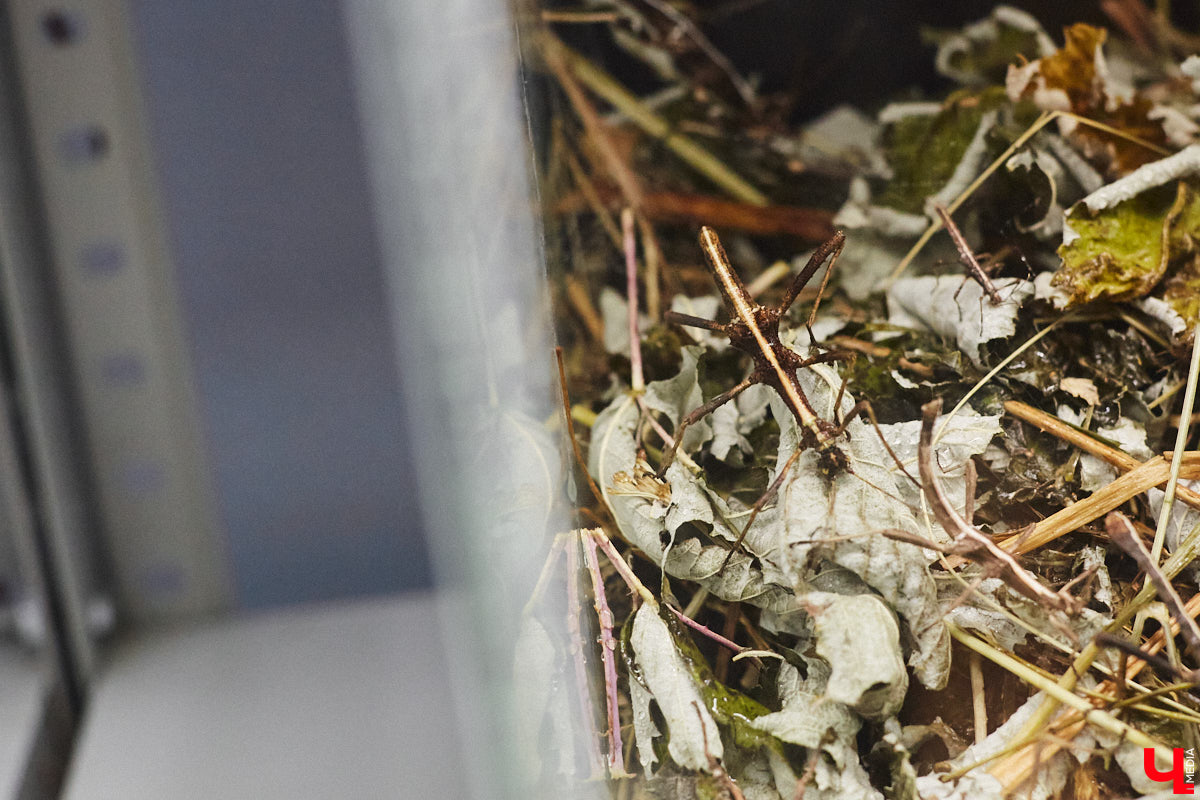 От небольшой личной коллекции до собственного экзотариума. Такой путь прошел владимирец Александр Безруков. Ценой огромных усилий он открыл в городе мини-зоопарк, где сейчас содержится 200 различных животных. Да, есть проблемы с финансами и часто приходится переезжать, но наш герой уверен: у его проекта есть будущее! Своими планами, мечтами и непростыми моментами он поделился с «Ключ-Медиа» в стенах нового «дома» своих подопечных.