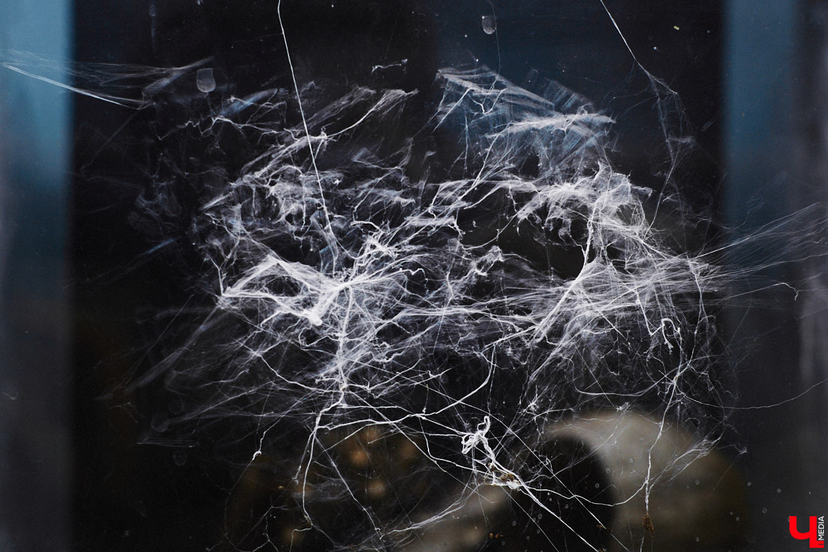 От небольшой личной коллекции до собственного экзотариума. Такой путь прошел владимирец Александр Безруков. Ценой огромных усилий он открыл в городе мини-зоопарк, где сейчас содержится 200 различных животных. Да, есть проблемы с финансами и часто приходится переезжать, но наш герой уверен: у его проекта есть будущее! Своими планами, мечтами и непростыми моментами он поделился с «Ключ-Медиа» в стенах нового «дома» своих подопечных.