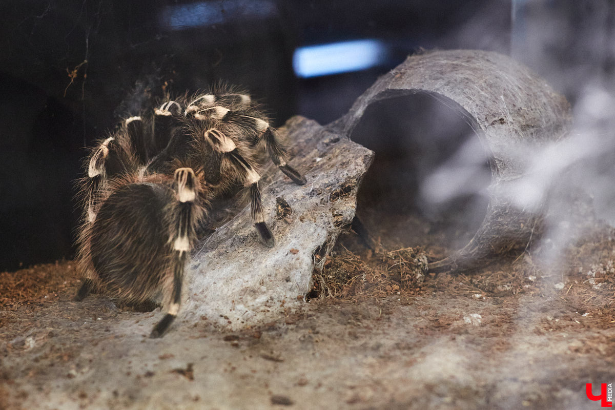 От небольшой личной коллекции до собственного экзотариума. Такой путь прошел владимирец Александр Безруков. Ценой огромных усилий он открыл в городе мини-зоопарк, где сейчас содержится 200 различных животных. Да, есть проблемы с финансами и часто приходится переезжать, но наш герой уверен: у его проекта есть будущее! Своими планами, мечтами и непростыми моментами он поделился с «Ключ-Медиа» в стенах нового «дома» своих подопечных.