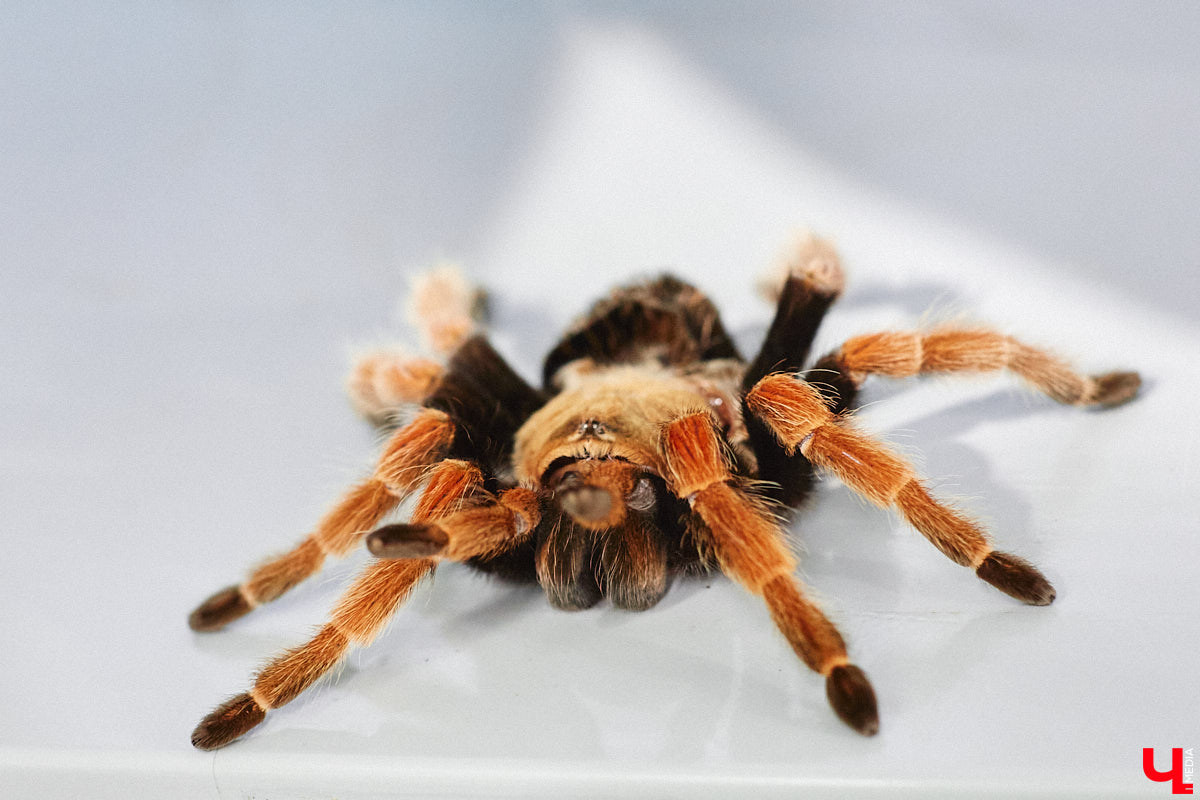 От небольшой личной коллекции до собственного экзотариума. Такой путь прошел владимирец Александр Безруков. Ценой огромных усилий он открыл в городе мини-зоопарк, где сейчас содержится 200 различных животных. Да, есть проблемы с финансами и часто приходится переезжать, но наш герой уверен: у его проекта есть будущее! Своими планами, мечтами и непростыми моментами он поделился с «Ключ-Медиа» в стенах нового «дома» своих подопечных.