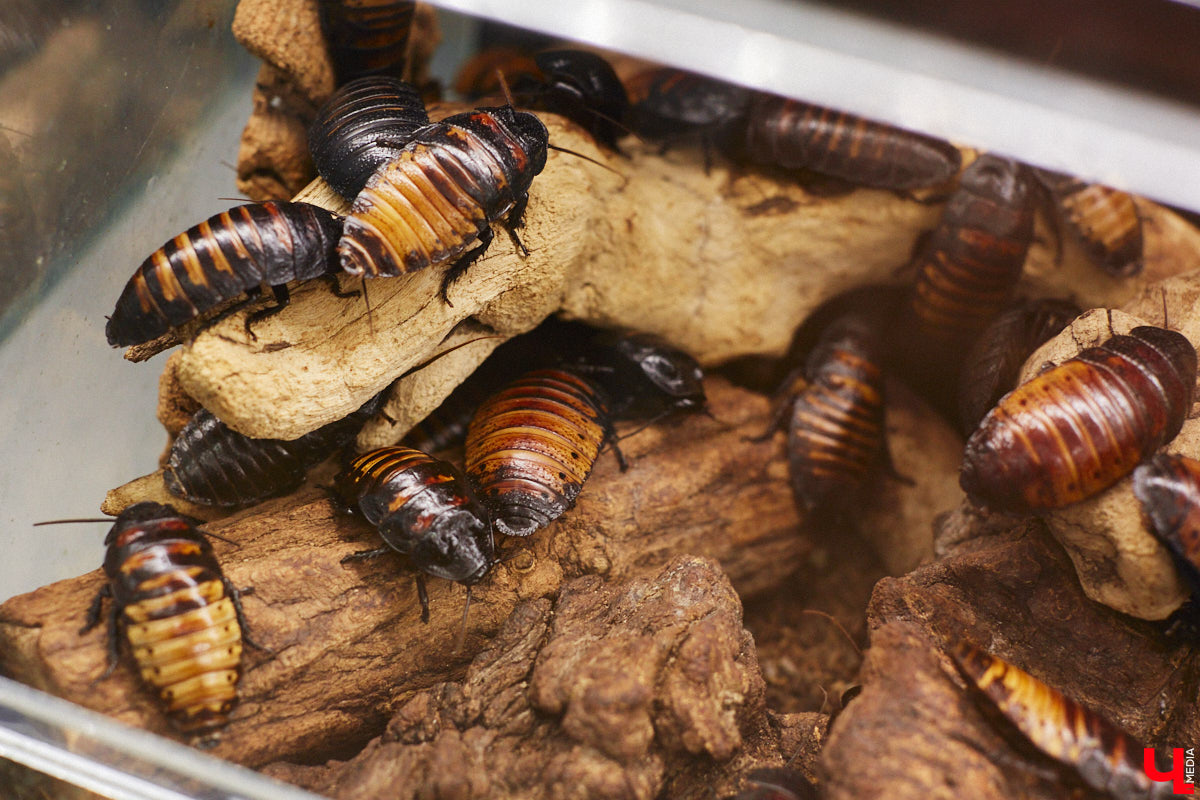 От небольшой личной коллекции до собственного экзотариума. Такой путь прошел владимирец Александр Безруков. Ценой огромных усилий он открыл в городе мини-зоопарк, где сейчас содержится 200 различных животных. Да, есть проблемы с финансами и часто приходится переезжать, но наш герой уверен: у его проекта есть будущее! Своими планами, мечтами и непростыми моментами он поделился с «Ключ-Медиа» в стенах нового «дома» своих подопечных.