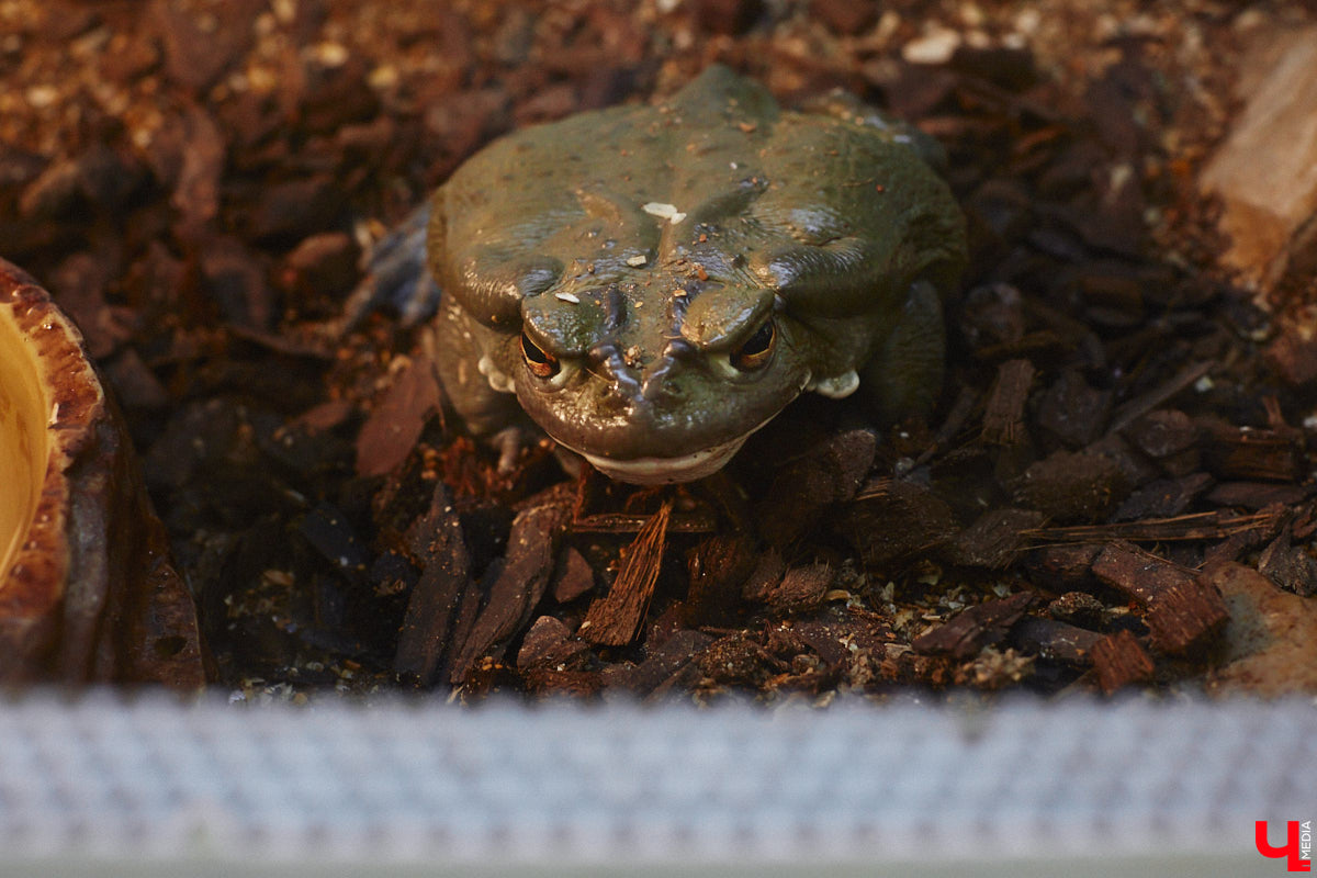 От небольшой личной коллекции до собственного экзотариума. Такой путь прошел владимирец Александр Безруков. Ценой огромных усилий он открыл в городе мини-зоопарк, где сейчас содержится 200 различных животных. Да, есть проблемы с финансами и часто приходится переезжать, но наш герой уверен: у его проекта есть будущее! Своими планами, мечтами и непростыми моментами он поделился с «Ключ-Медиа» в стенах нового «дома» своих подопечных.