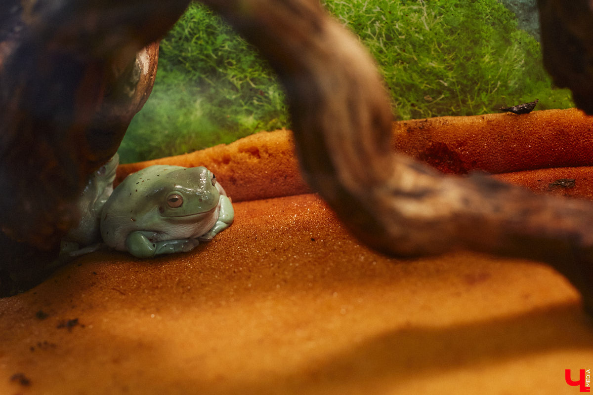 От небольшой личной коллекции до собственного экзотариума. Такой путь прошел владимирец Александр Безруков. Ценой огромных усилий он открыл в городе мини-зоопарк, где сейчас содержится 200 различных животных. Да, есть проблемы с финансами и часто приходится переезжать, но наш герой уверен: у его проекта есть будущее! Своими планами, мечтами и непростыми моментами он поделился с «Ключ-Медиа» в стенах нового «дома» своих подопечных.