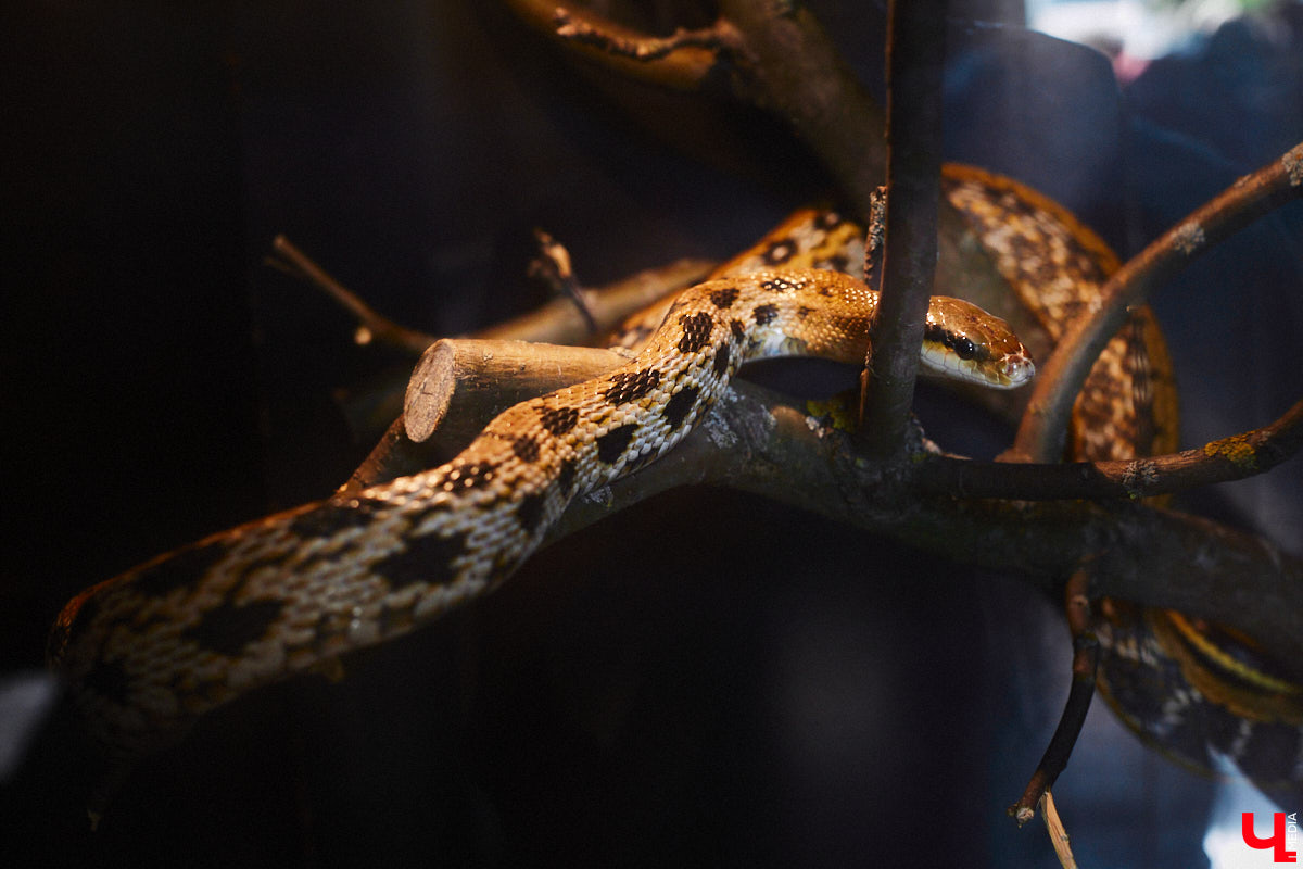 От небольшой личной коллекции до собственного экзотариума. Такой путь прошел владимирец Александр Безруков. Ценой огромных усилий он открыл в городе мини-зоопарк, где сейчас содержится 200 различных животных. Да, есть проблемы с финансами и часто приходится переезжать, но наш герой уверен: у его проекта есть будущее! Своими планами, мечтами и непростыми моментами он поделился с «Ключ-Медиа» в стенах нового «дома» своих подопечных.