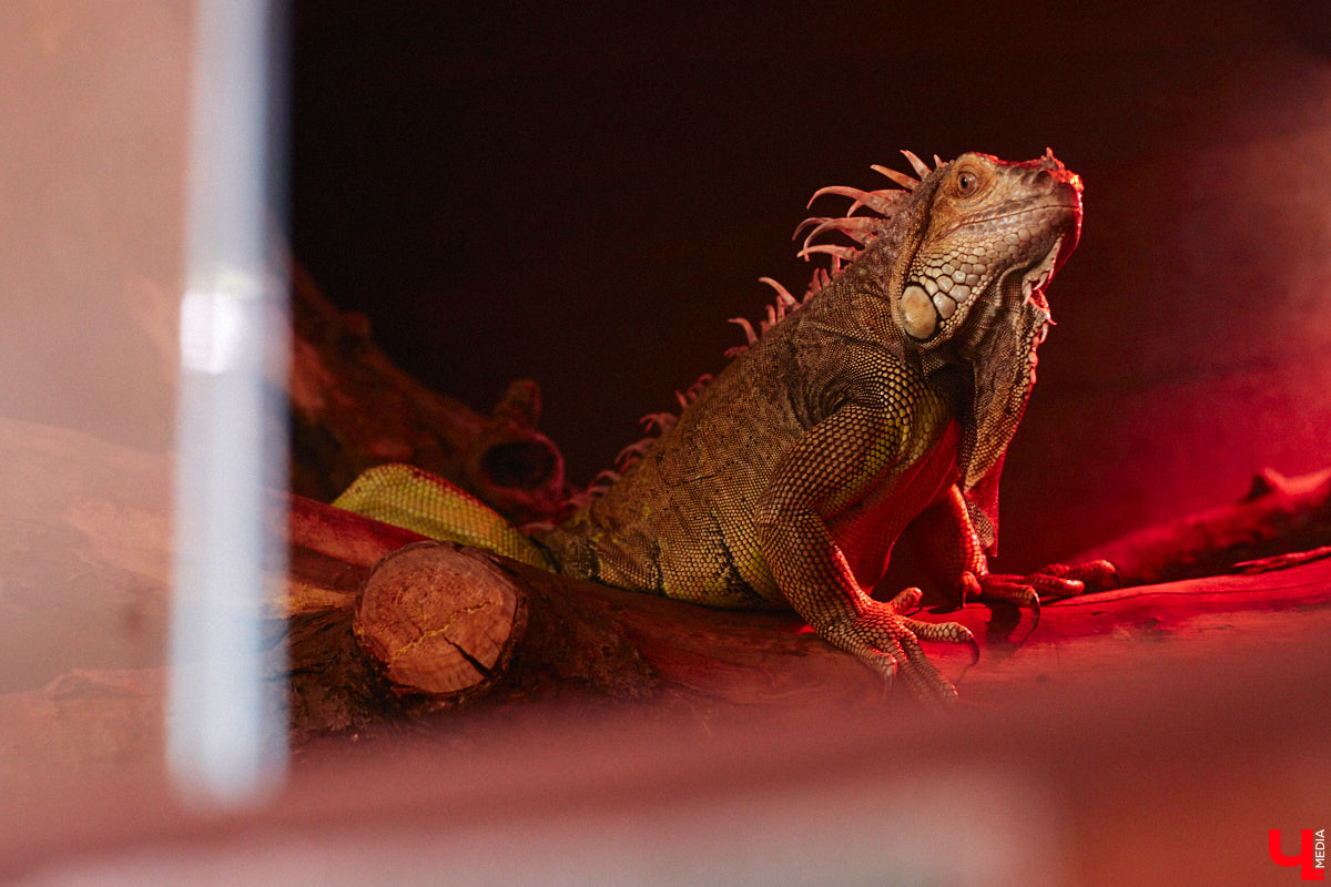 От небольшой личной коллекции до собственного экзотариума. Такой путь прошел владимирец Александр Безруков. Ценой огромных усилий он открыл в городе мини-зоопарк, где сейчас содержится 200 различных животных. Да, есть проблемы с финансами и часто приходится переезжать, но наш герой уверен: у его проекта есть будущее! Своими планами, мечтами и непростыми моментами он поделился с «Ключ-Медиа» в стенах нового «дома» своих подопечных.