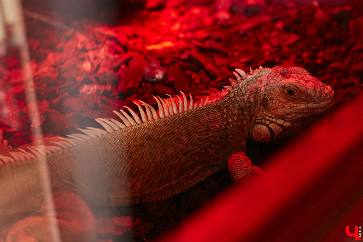 От небольшой личной коллекции до собственного экзотариума. Такой путь прошел владимирец Александр Безруков. Ценой огромных усилий он открыл в городе мини-зоопарк, где сейчас содержится 200 различных животных. Да, есть проблемы с финансами и часто приходится переезжать, но наш герой уверен: у его проекта есть будущее! Своими планами, мечтами и непростыми моментами он поделился с «Ключ-Медиа» в стенах нового «дома» своих подопечных.