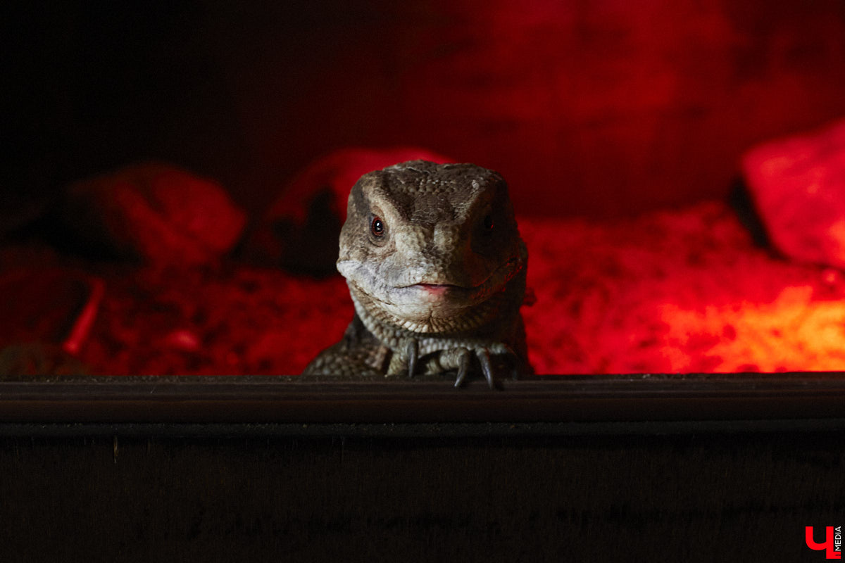 От небольшой личной коллекции до собственного экзотариума. Такой путь прошел владимирец Александр Безруков. Ценой огромных усилий он открыл в городе мини-зоопарк, где сейчас содержится 200 различных животных. Да, есть проблемы с финансами и часто приходится переезжать, но наш герой уверен: у его проекта есть будущее! Своими планами, мечтами и непростыми моментами он поделился с «Ключ-Медиа» в стенах нового «дома» своих подопечных.