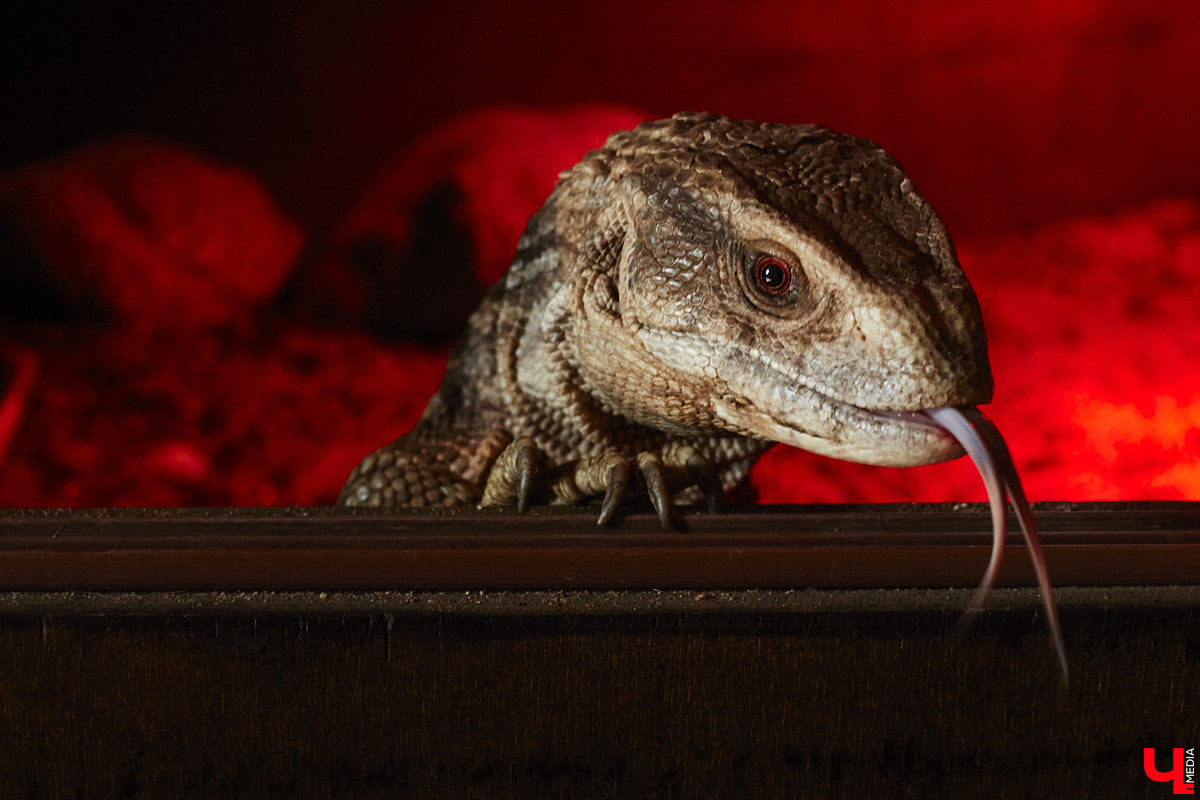 От небольшой личной коллекции до собственного экзотариума. Такой путь прошел владимирец Александр Безруков. Ценой огромных усилий он открыл в городе мини-зоопарк, где сейчас содержится 200 различных животных. Да, есть проблемы с финансами и часто приходится переезжать, но наш герой уверен: у его проекта есть будущее! Своими планами, мечтами и непростыми моментами он поделился с «Ключ-Медиа» в стенах нового «дома» своих подопечных.