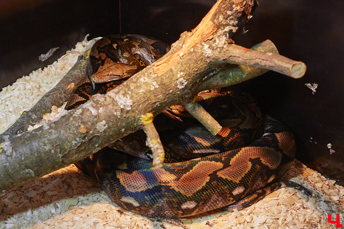 От небольшой личной коллекции до собственного экзотариума. Такой путь прошел владимирец Александр Безруков. Ценой огромных усилий он открыл в городе мини-зоопарк, где сейчас содержится 200 различных животных. Да, есть проблемы с финансами и часто приходится переезжать, но наш герой уверен: у его проекта есть будущее! Своими планами, мечтами и непростыми моментами он поделился с «Ключ-Медиа» в стенах нового «дома» своих подопечных.