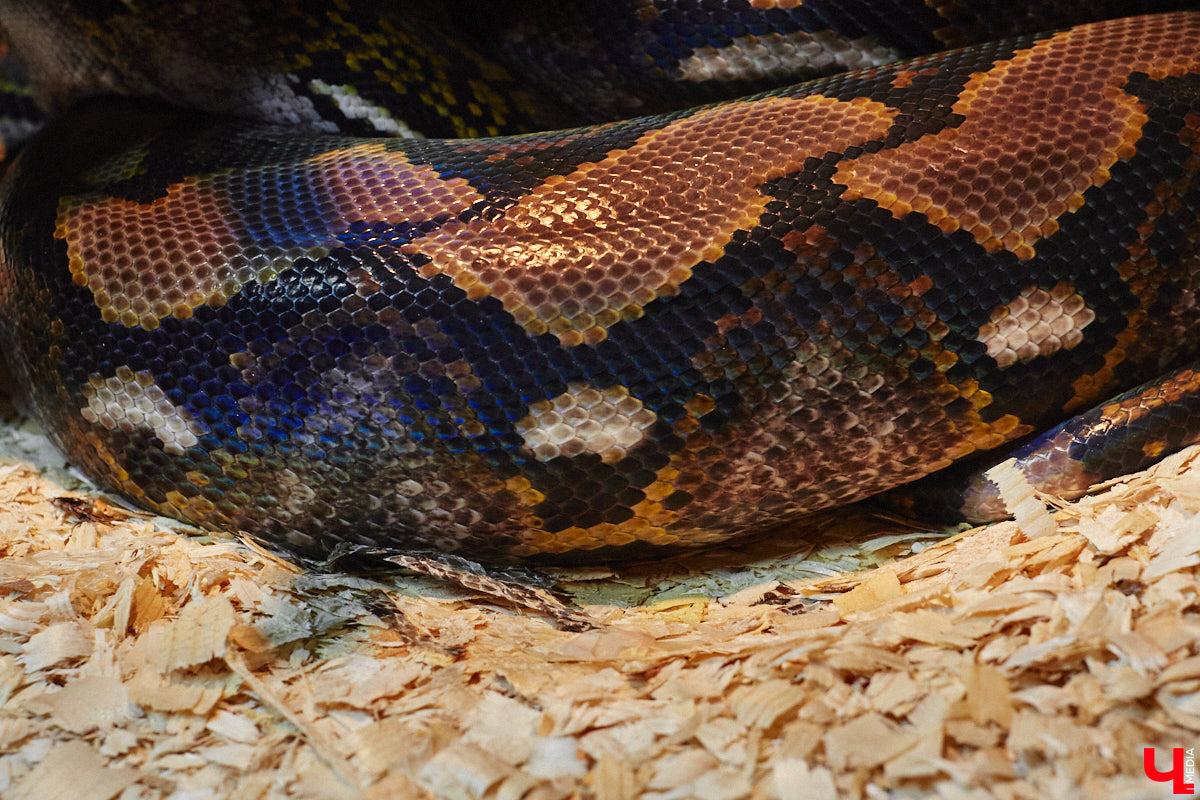 От небольшой личной коллекции до собственного экзотариума. Такой путь прошел владимирец Александр Безруков. Ценой огромных усилий он открыл в городе мини-зоопарк, где сейчас содержится 200 различных животных. Да, есть проблемы с финансами и часто приходится переезжать, но наш герой уверен: у его проекта есть будущее! Своими планами, мечтами и непростыми моментами он поделился с «Ключ-Медиа» в стенах нового «дома» своих подопечных.