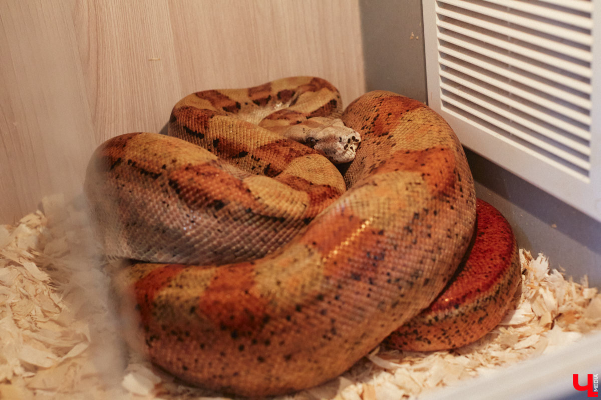 От небольшой личной коллекции до собственного экзотариума. Такой путь прошел владимирец Александр Безруков. Ценой огромных усилий он открыл в городе мини-зоопарк, где сейчас содержится 200 различных животных. Да, есть проблемы с финансами и часто приходится переезжать, но наш герой уверен: у его проекта есть будущее! Своими планами, мечтами и непростыми моментами он поделился с «Ключ-Медиа» в стенах нового «дома» своих подопечных.