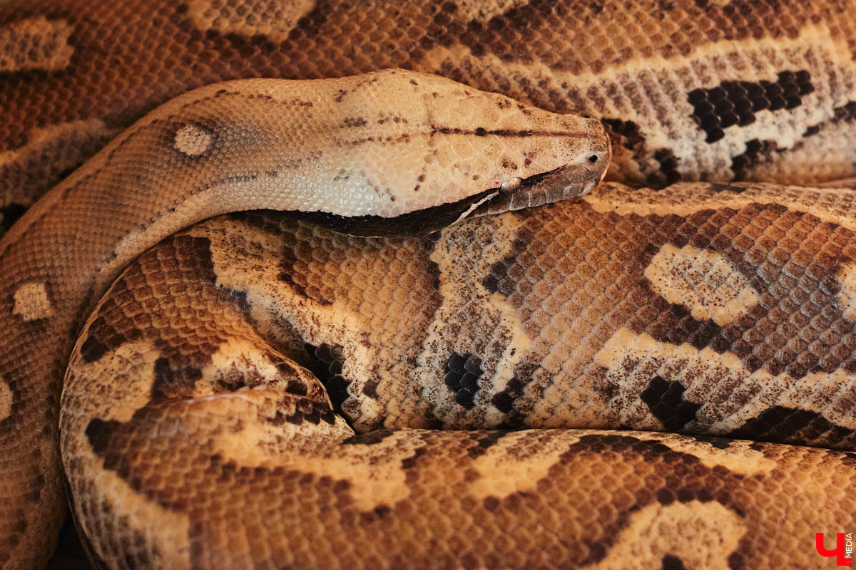 От небольшой личной коллекции до собственного экзотариума. Такой путь прошел владимирец Александр Безруков. Ценой огромных усилий он открыл в городе мини-зоопарк, где сейчас содержится 200 различных животных. Да, есть проблемы с финансами и часто приходится переезжать, но наш герой уверен: у его проекта есть будущее! Своими планами, мечтами и непростыми моментами он поделился с «Ключ-Медиа» в стенах нового «дома» своих подопечных.