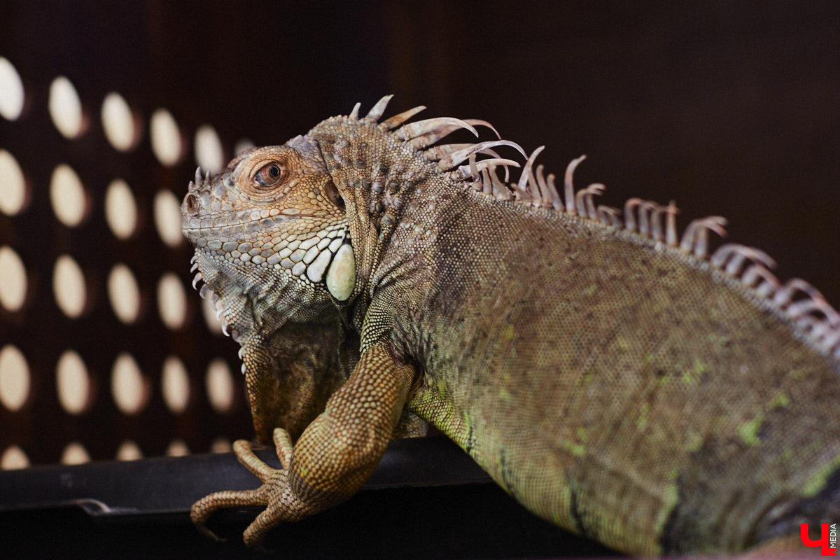 От небольшой личной коллекции до собственного экзотариума. Такой путь прошел владимирец Александр Безруков. Ценой огромных усилий он открыл в городе мини-зоопарк, где сейчас содержится 200 различных животных. Да, есть проблемы с финансами и часто приходится переезжать, но наш герой уверен: у его проекта есть будущее! Своими планами, мечтами и непростыми моментами он поделился с «Ключ-Медиа» в стенах нового «дома» своих подопечных.