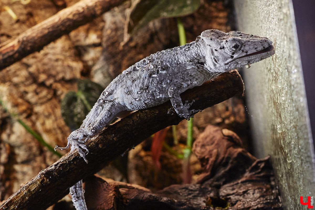 От небольшой личной коллекции до собственного экзотариума. Такой путь прошел владимирец Александр Безруков. Ценой огромных усилий он открыл в городе мини-зоопарк, где сейчас содержится 200 различных животных. Да, есть проблемы с финансами и часто приходится переезжать, но наш герой уверен: у его проекта есть будущее! Своими планами, мечтами и непростыми моментами он поделился с «Ключ-Медиа» в стенах нового «дома» своих подопечных.