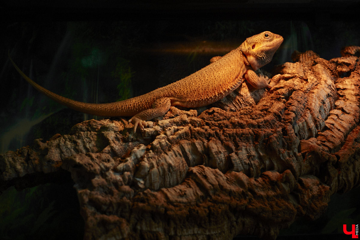 От небольшой личной коллекции до собственного экзотариума. Такой путь прошел владимирец Александр Безруков. Ценой огромных усилий он открыл в городе мини-зоопарк, где сейчас содержится 200 различных животных. Да, есть проблемы с финансами и часто приходится переезжать, но наш герой уверен: у его проекта есть будущее! Своими планами, мечтами и непростыми моментами он поделился с «Ключ-Медиа» в стенах нового «дома» своих подопечных.