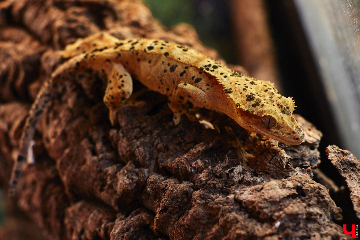 От небольшой личной коллекции до собственного экзотариума. Такой путь прошел владимирец Александр Безруков. Ценой огромных усилий он открыл в городе мини-зоопарк, где сейчас содержится 200 различных животных. Да, есть проблемы с финансами и часто приходится переезжать, но наш герой уверен: у его проекта есть будущее! Своими планами, мечтами и непростыми моментами он поделился с «Ключ-Медиа» в стенах нового «дома» своих подопечных.