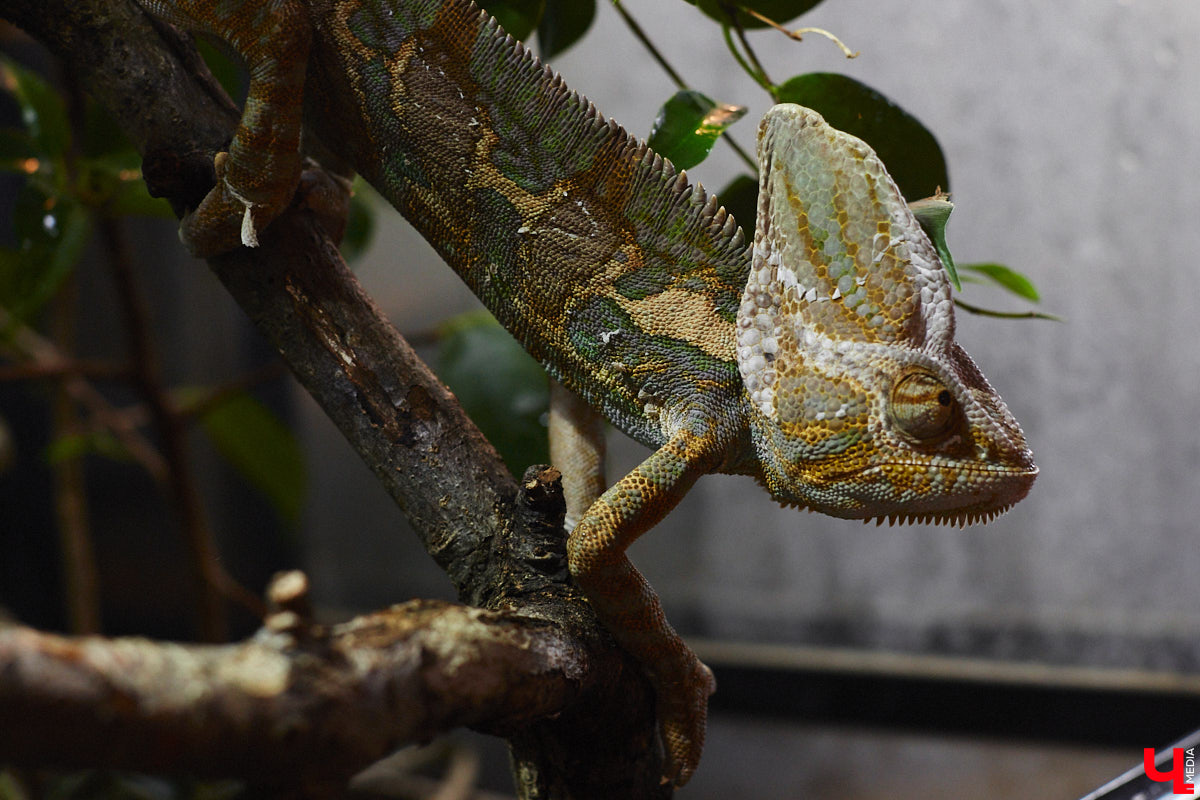 От небольшой личной коллекции до собственного экзотариума. Такой путь прошел владимирец Александр Безруков. Ценой огромных усилий он открыл в городе мини-зоопарк, где сейчас содержится 200 различных животных. Да, есть проблемы с финансами и часто приходится переезжать, но наш герой уверен: у его проекта есть будущее! Своими планами, мечтами и непростыми моментами он поделился с «Ключ-Медиа» в стенах нового «дома» своих подопечных.